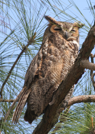 Photo (6): Great Horned Owl
