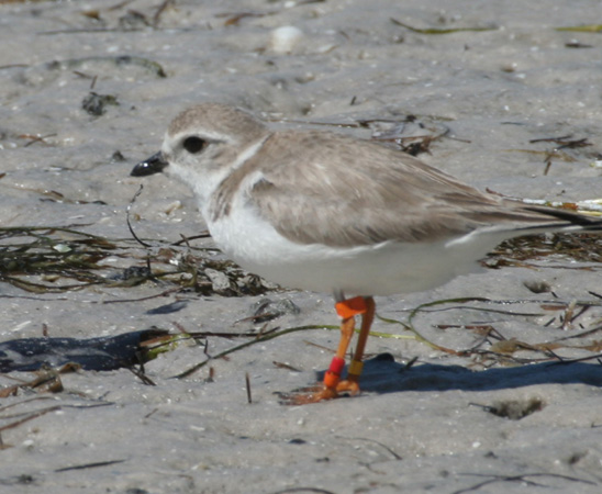 Photo (12): Piping Plover