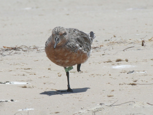 Photo (7): Red Knot