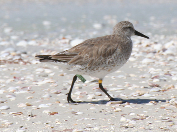 Photo (8): Red Knot