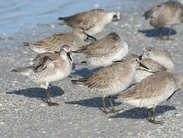 Photo (9): Red Knot