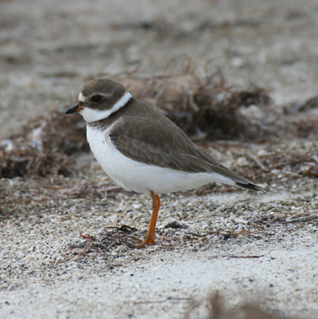Photo (12): Semipalmated Plover
