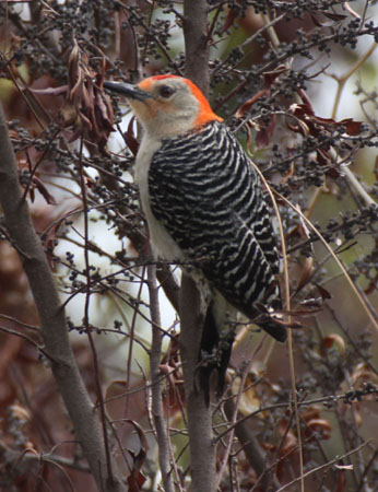 Photo (5): Red-bellied Woodpecker