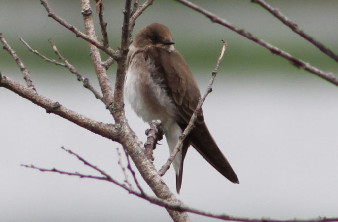 Photo (7): Northern Rough-winged Swallow