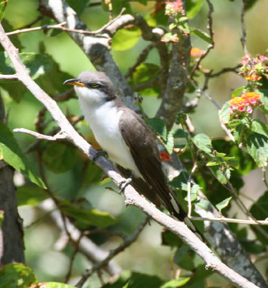 Photo (16): Yellow-billed Cuckoo