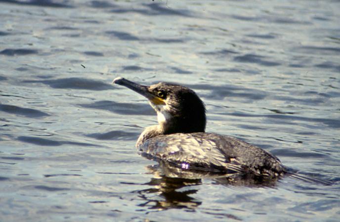 Photo (19): Great Cormorant