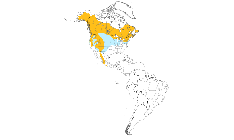 Range Map (Americas): Northern Goshawk