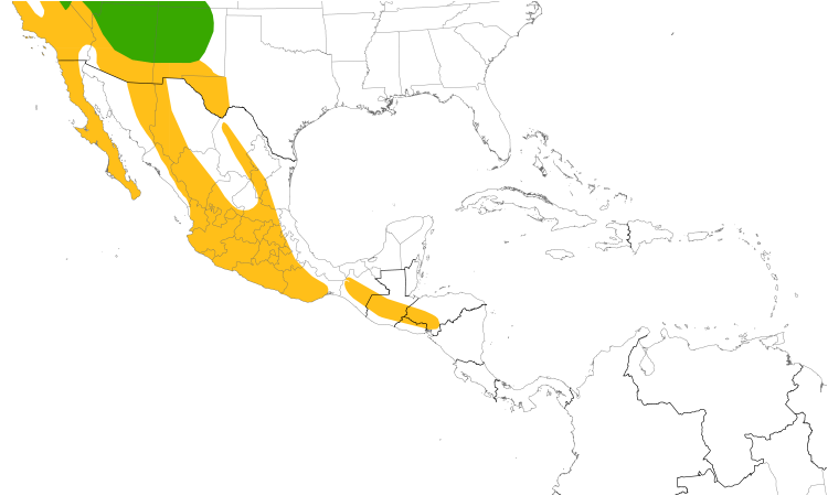 Range Map (Central): White-throated Swift