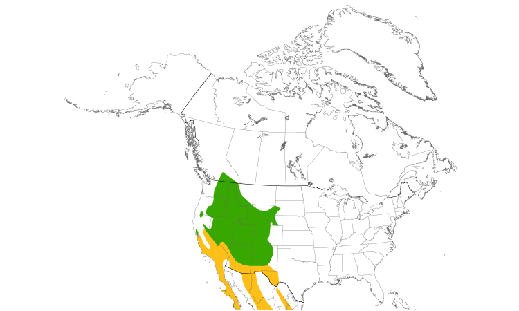 Range Map (North): White-throated Swift