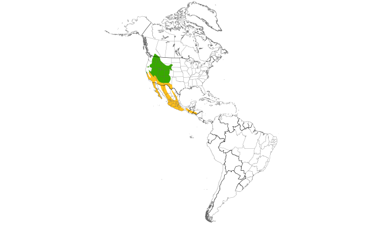 Range Map (Americas): White-throated Swift