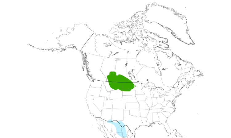 Range Map (North): Baird's Sparrow