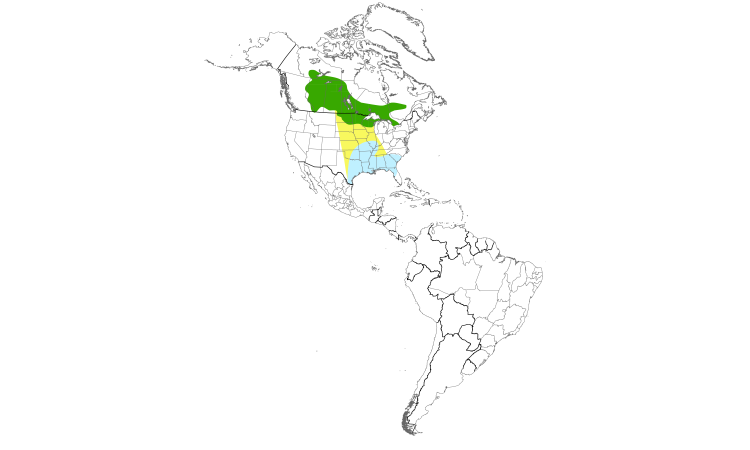 Range Map (Americas): Le Conte's Sparrow