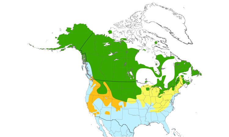 Range Map (North): Northern Pintail