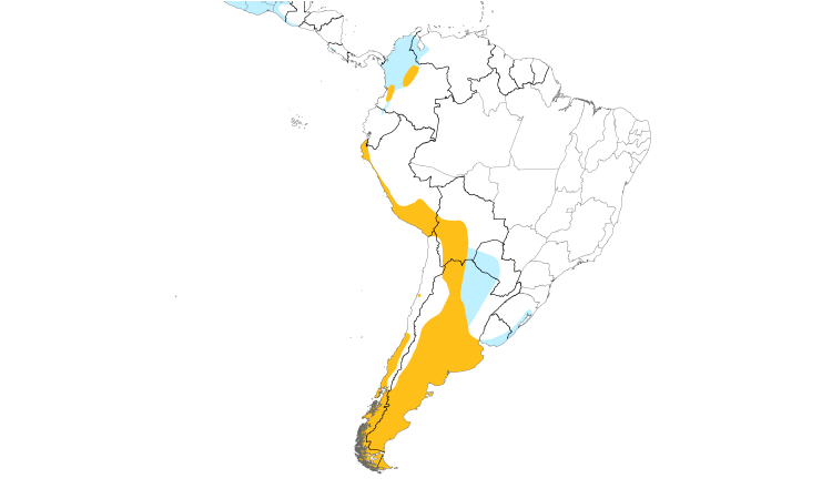 Range Map (South): Cinnamon Teal