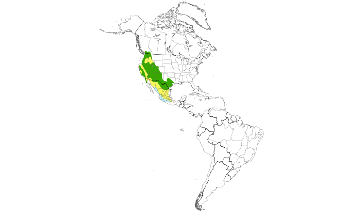 Range Map (Americas): Black-chinned Hummingbird