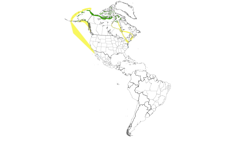 Range Map (Americas): Brant