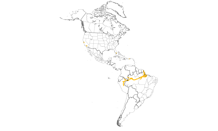 Range Map (Americas): White-winged Parakeet