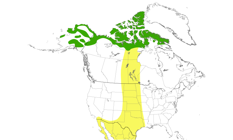 Range Map (North): Baird's Sandpiper