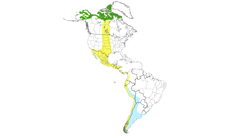 Range Map (Americas): Baird's Sandpiper