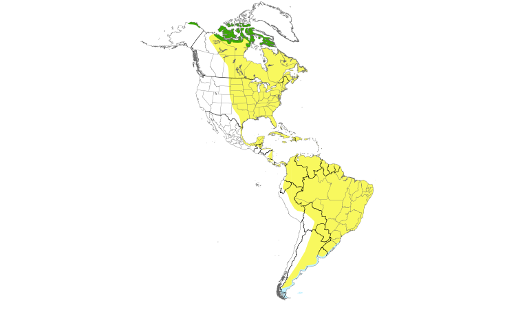 Range Map (Americas): White-rumped Sandpiper