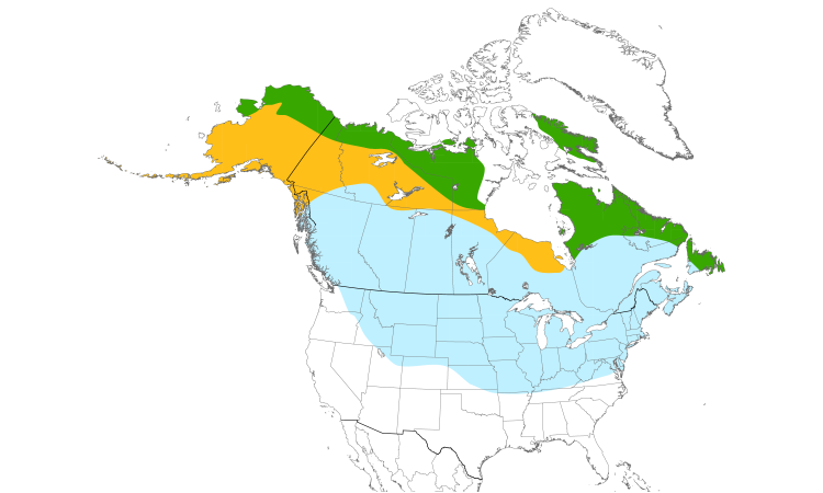 Range Map (North): Common Redpoll