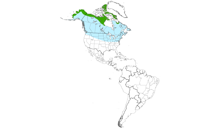 Range Map (Americas): Hoary Redpoll
