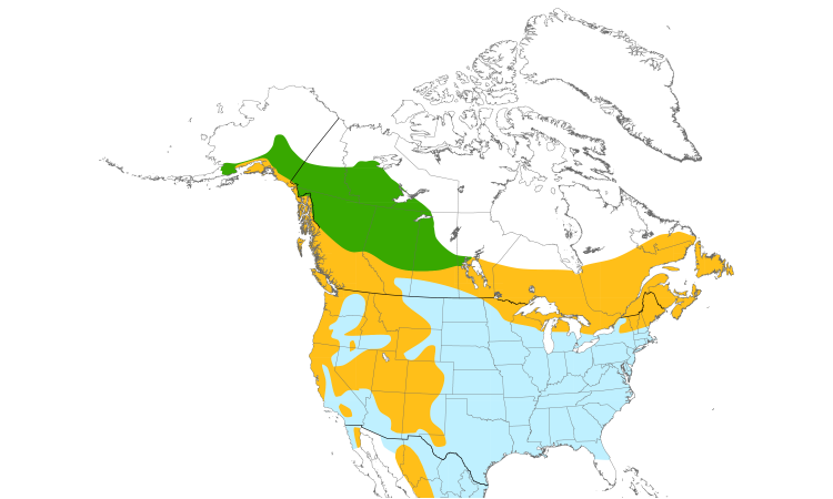 Range Map (North): Pine Siskin
