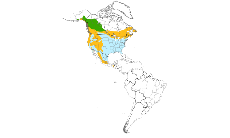 Range Map (Americas): Pine Siskin