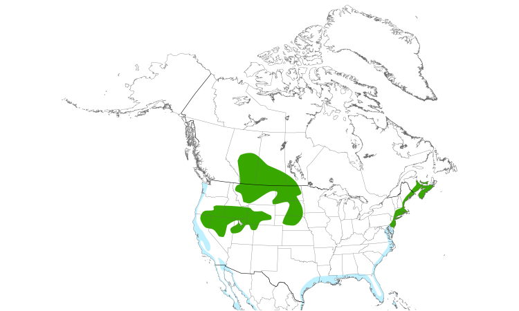 Range Map (North): Willet