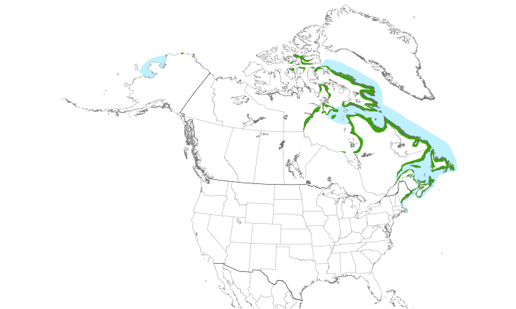 Range Map (North): Black Guillemot