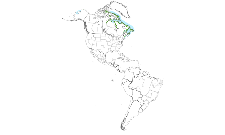 Range Map (Americas): Black Guillemot