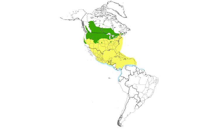 Range Map (Americas): Black Tern