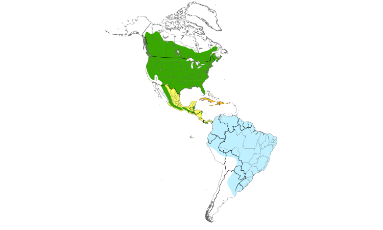 Range Map (Americas): Common Nighthawk