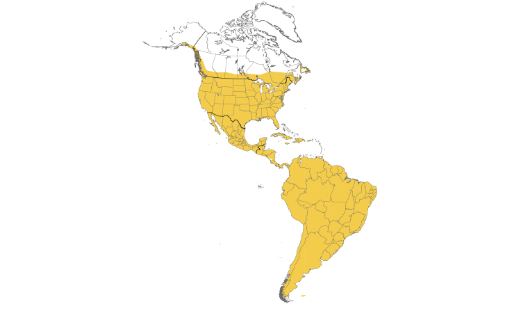 Range Map (Americas): Rock Pigeon