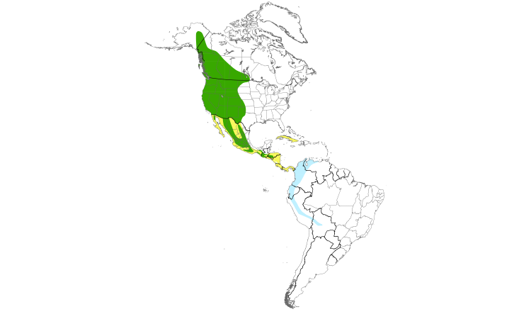 Range Map (Americas): Western Wood-Pewee