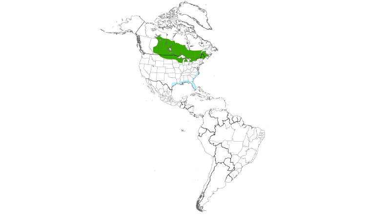 Range Map (Americas): Yellow Rail