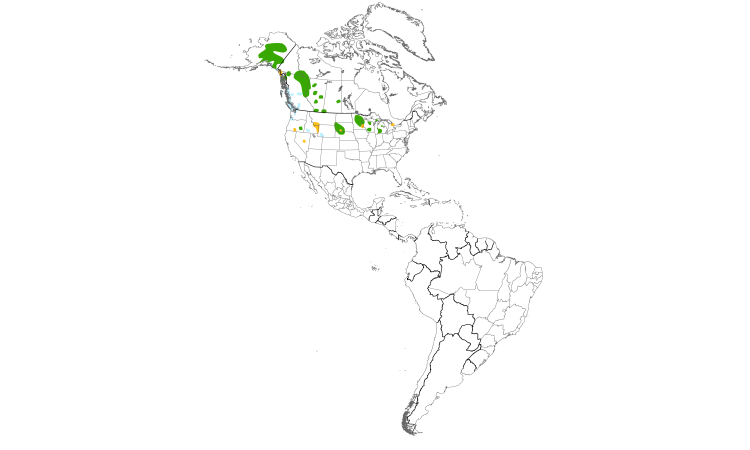 Range Map (Americas): Trumpeter Swan
