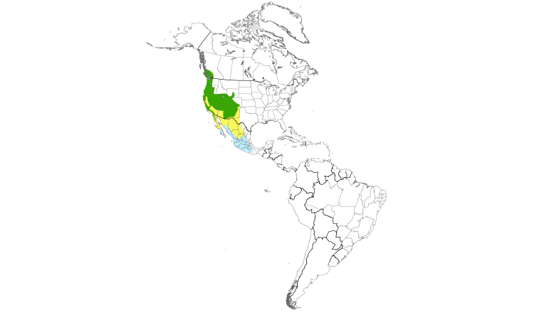 Range Map (Americas): Black-throated Gray Warbler