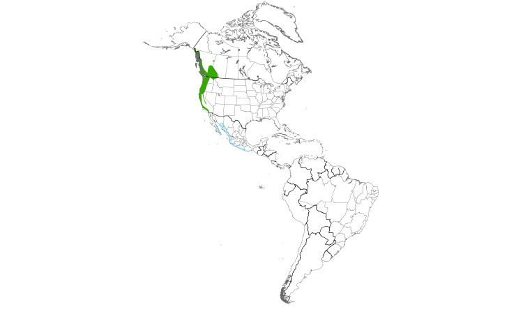 Range Map (Americas): Pacific-slope Flycatcher