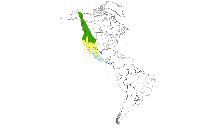 Range Map (Americas): Hammond's Flycatcher