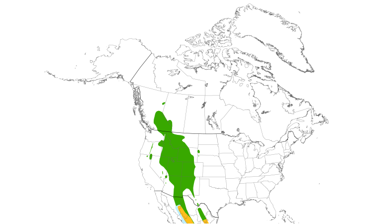 Range Map (North): Cordilleran Flycatcher