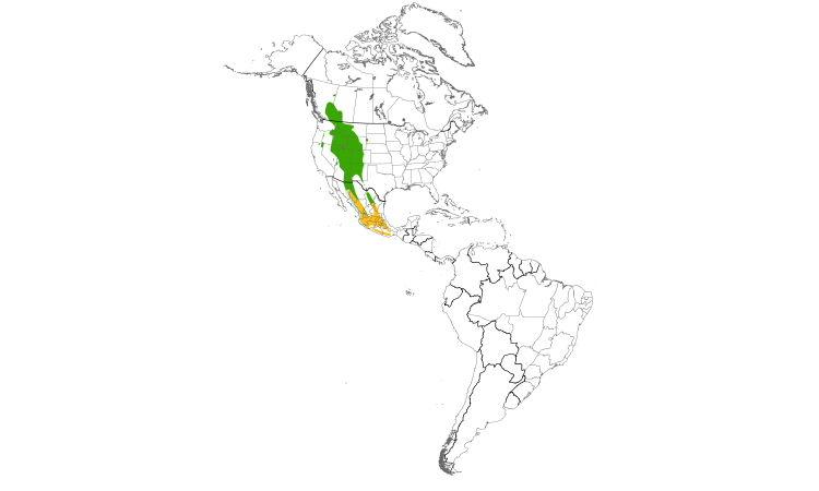 Range Map (Americas): Cordilleran Flycatcher