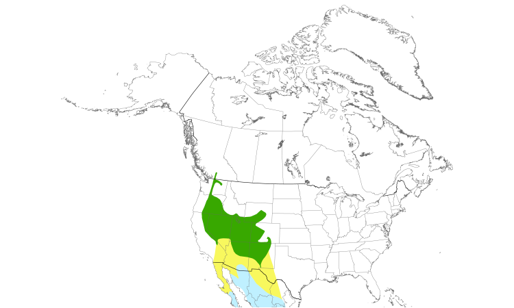 Range Map (North): Gray Flycatcher