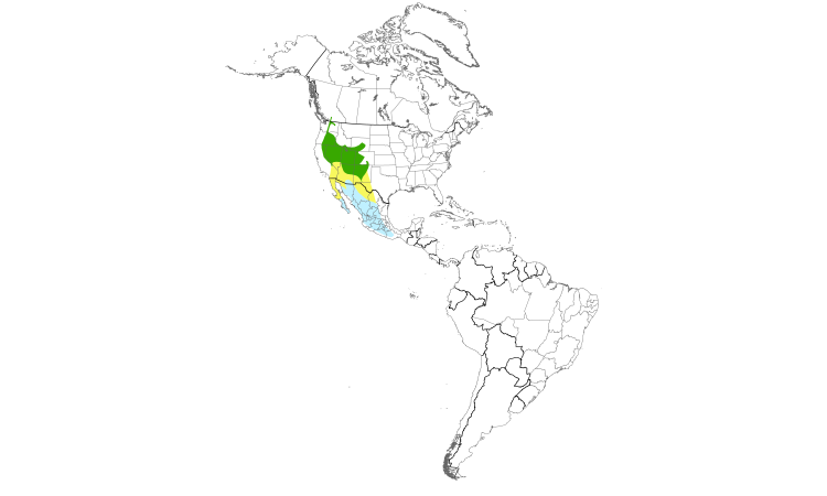 Range Map (Americas): Gray Flycatcher