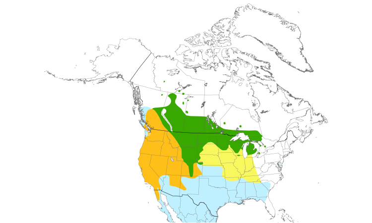 Range Map (North): Brewer's Blackbird