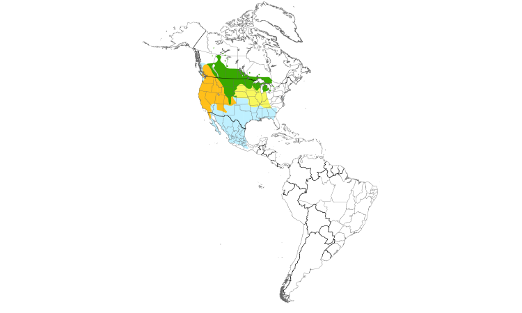 Range Map (Americas): Brewer's Blackbird