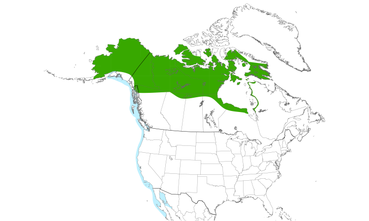 Range Map (North): Pacific Loon