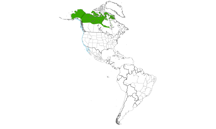 Range Map (Americas): Pacific Loon