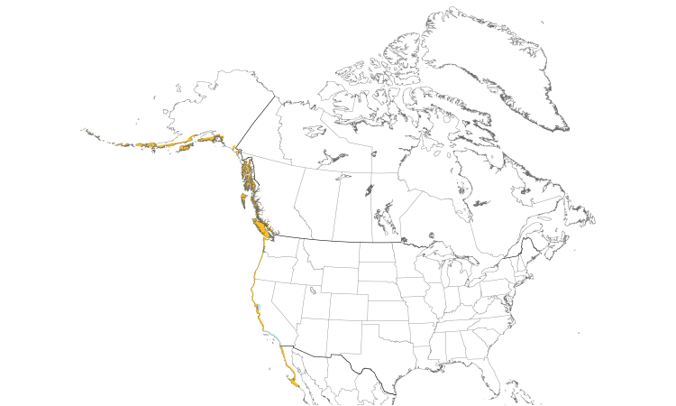 Range Map (North): Black Oystercatcher
