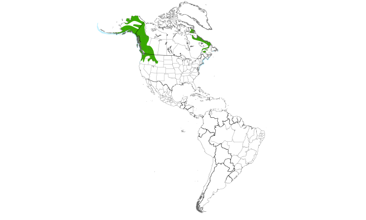 Range Map (Americas): Harlequin Duck